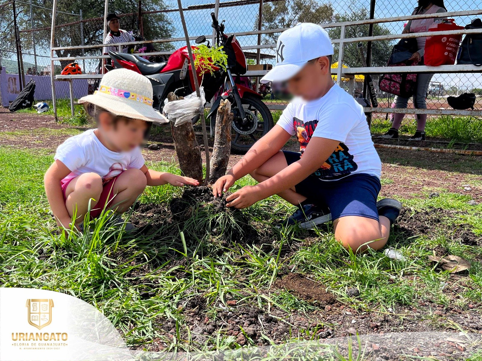 Reforestación en el campo de sóftbol de La Joyita